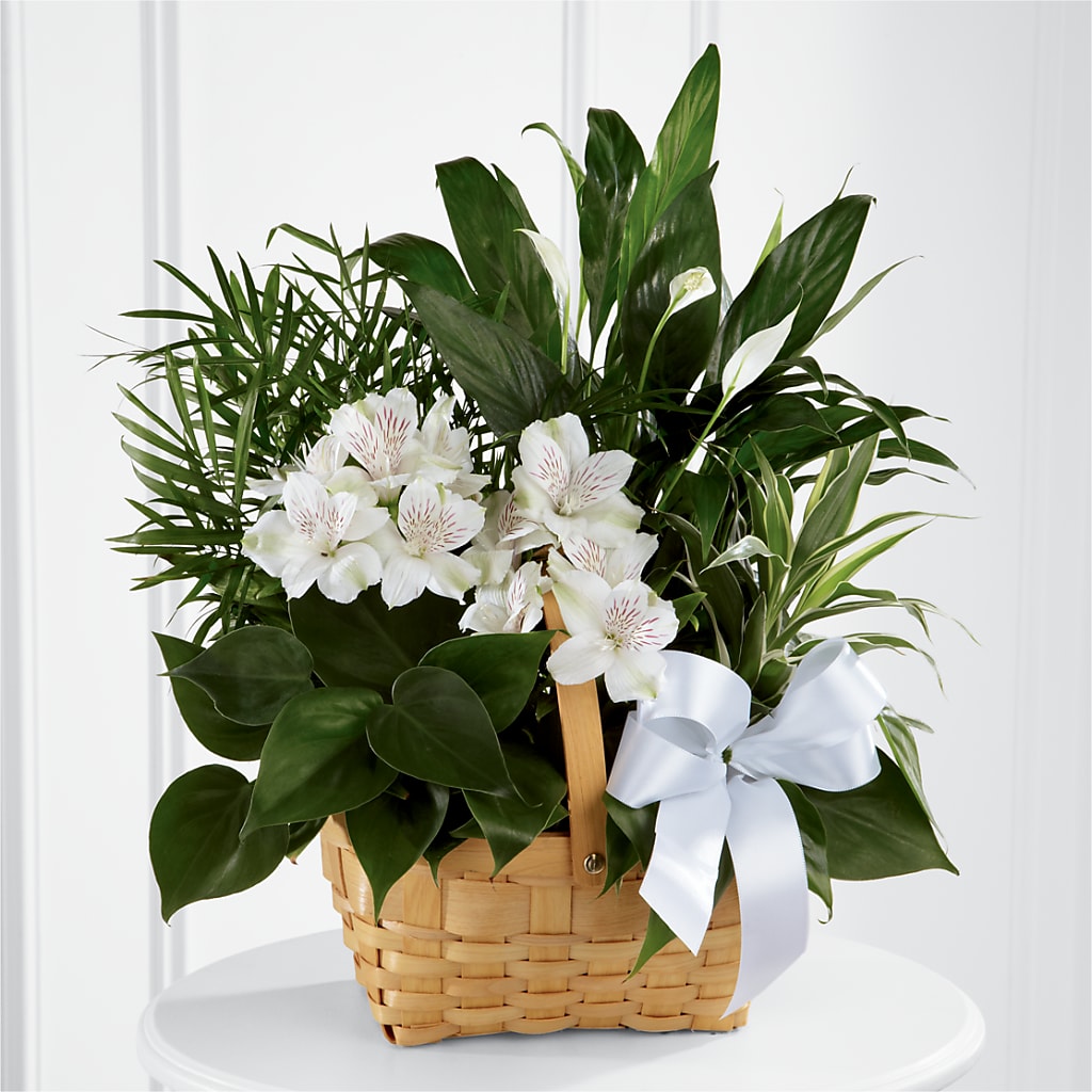 Peace & Serenity Dishgarden – Albertsons, Pleasanton CA