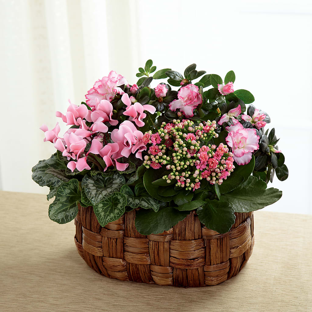 Pink Assortment – Albertsons, Pleasanton CA
