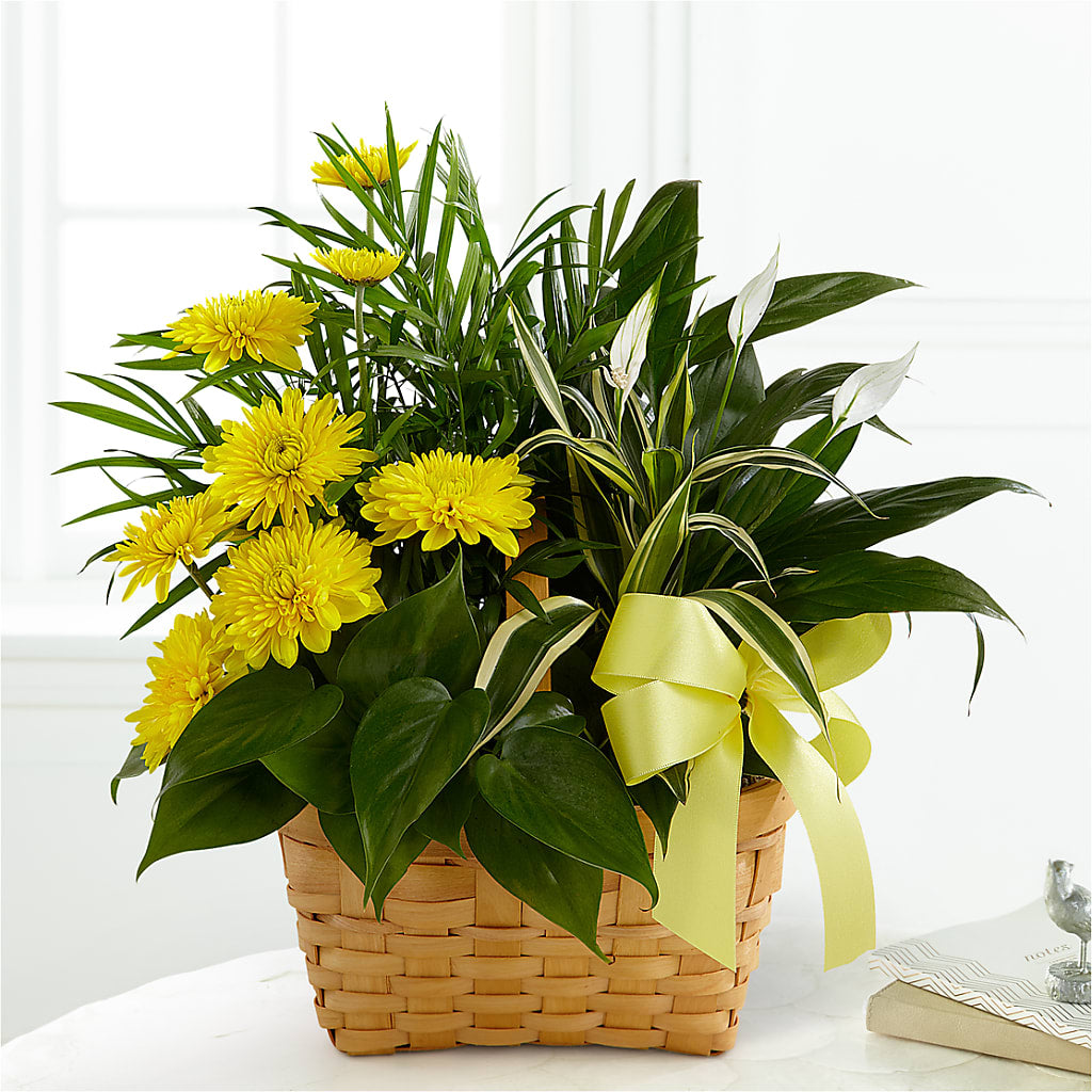 Loving Light Dishgarden – Albertsons, Pleasanton CA
