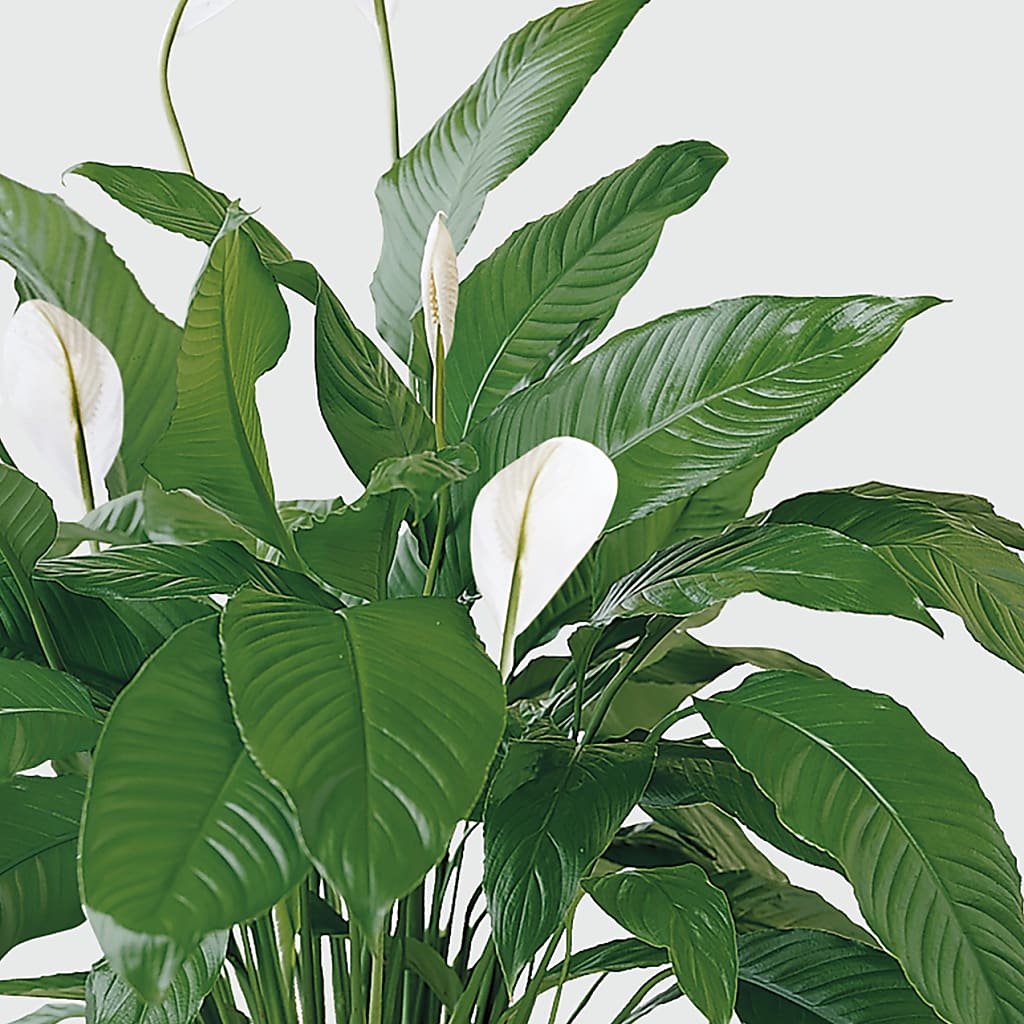 Tranquil Moments Peace Lily Plant – Albertsons, Pleasanton CA