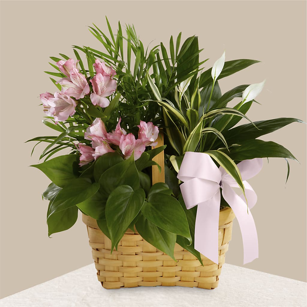 Living Spirit Dishgarden – Albertsons, Pleasanton CA