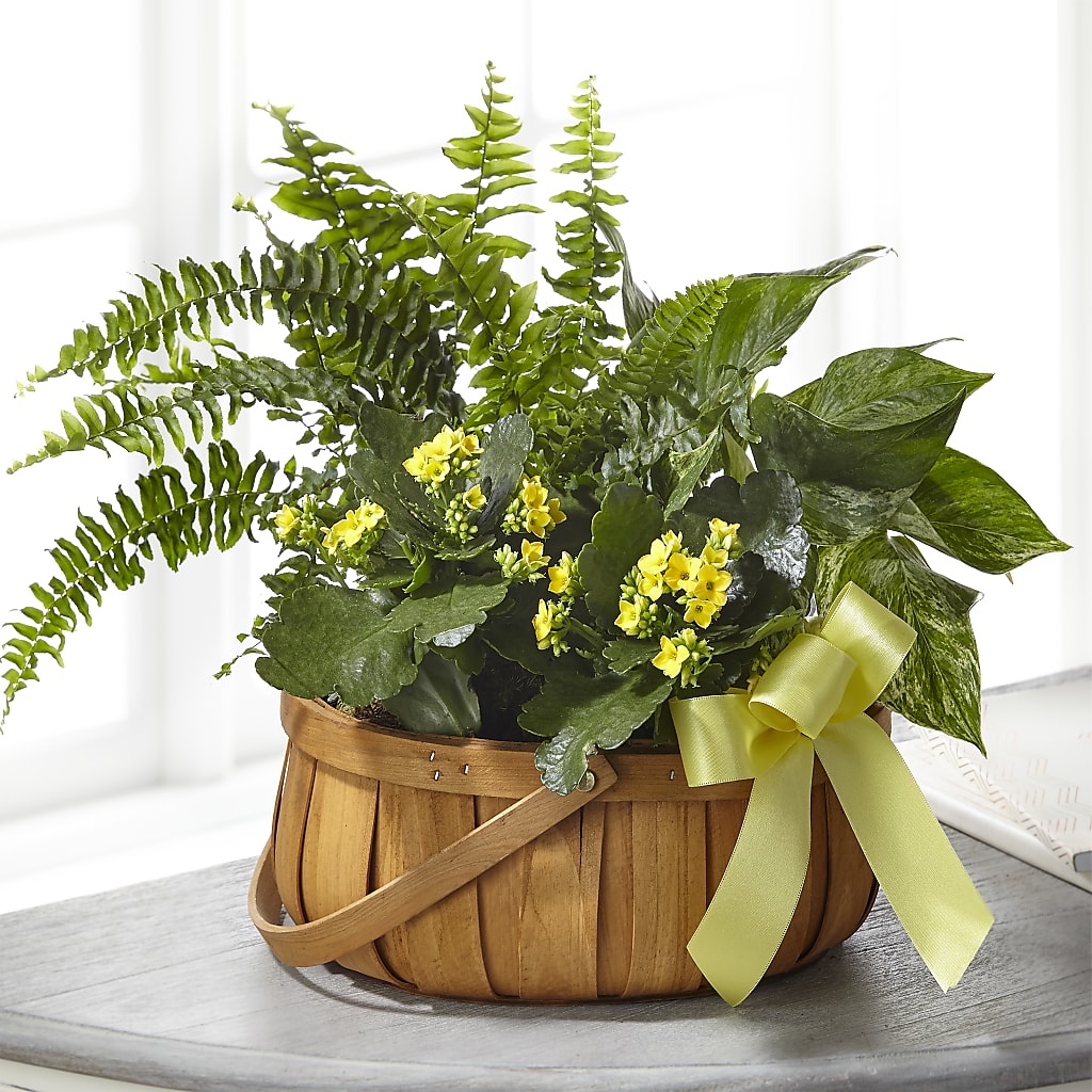 Always Dear Dishgarden – Albertsons, Pleasanton CA