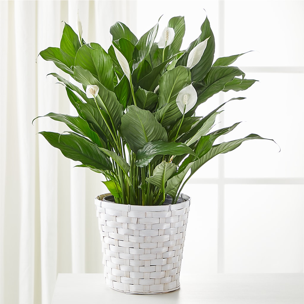A New Leaf Peace Lily – Albertsons, Pleasanton CA