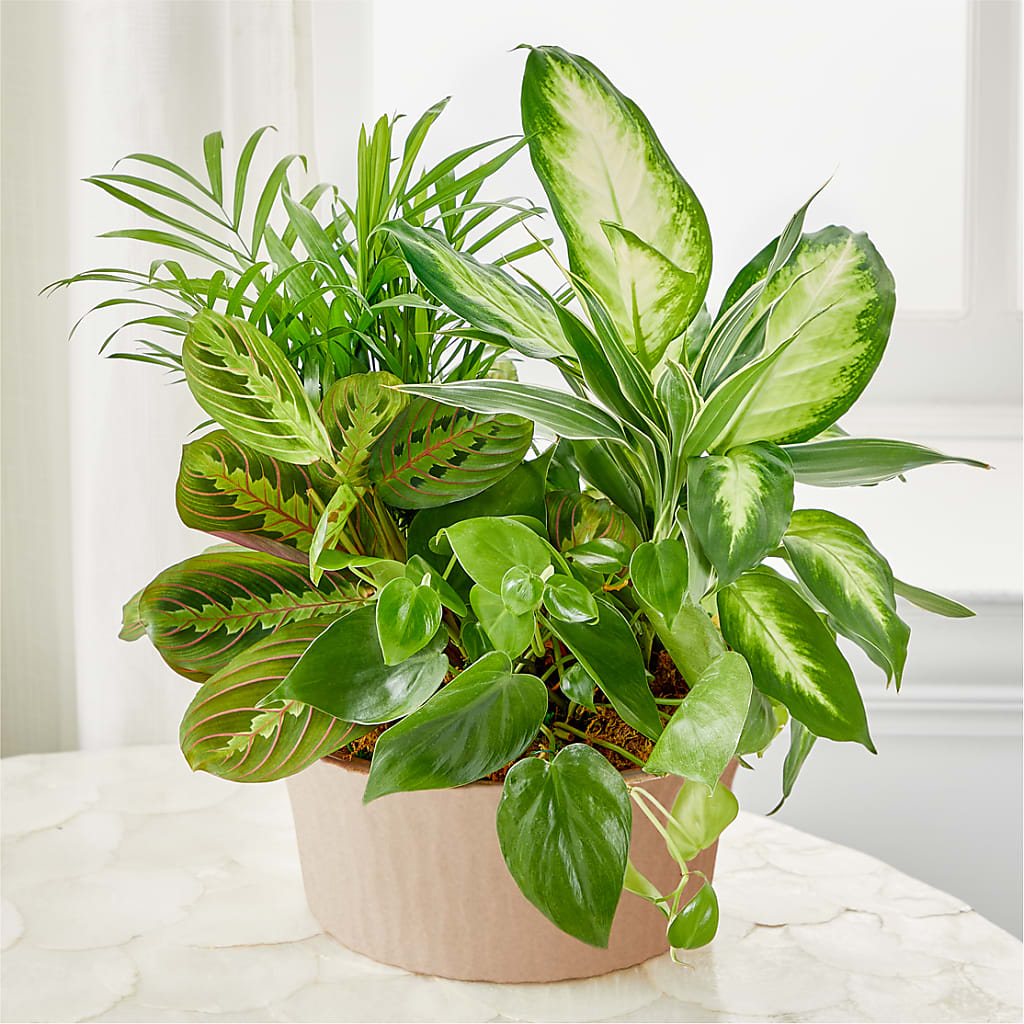 Balance & Harmony Dishgarden – Albertsons, Pleasanton CA