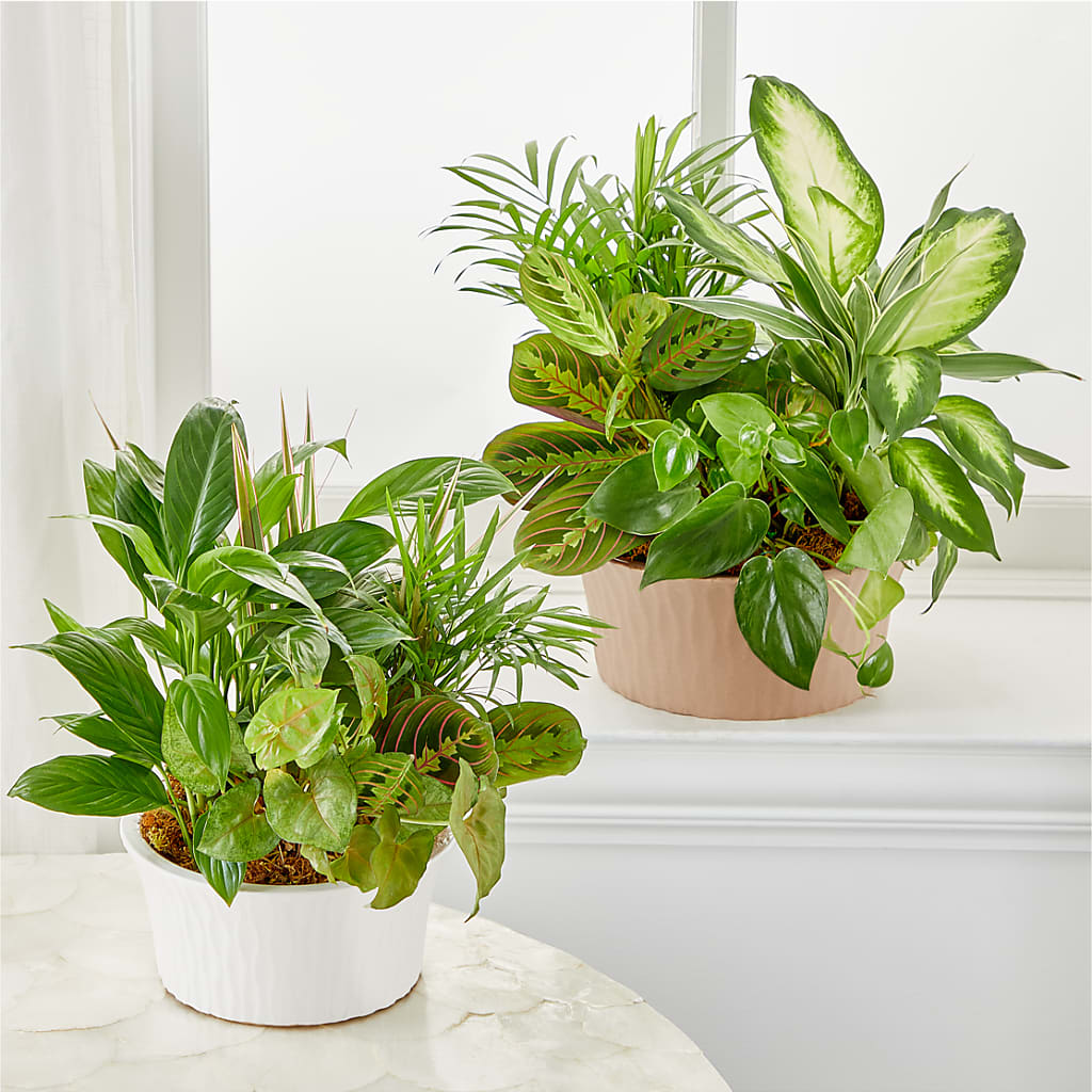 Balance & Harmony Dishgarden – Albertsons, Pleasanton CA