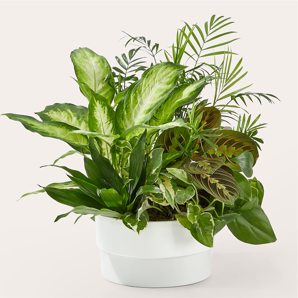 Radiating Positivity Dishgarden – Albertsons, Pleasanton CA