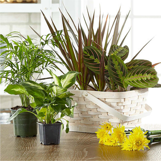 Florist Designed Blooming and Green Plants in a Basket –  Albertsons, Pleasanton CA