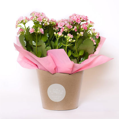 Blooming Kalanchoe Pink –  Albertsons, Pleasanton CA