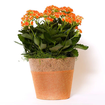 Blooming Kalanchoe Orange –  Albertsons, Pleasanton CA