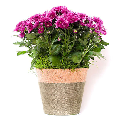 Blooming Mum –  Albertsons, Pleasanton CA