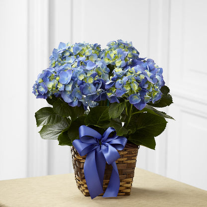 Blue Hydrangea Planter –  Albertsons, Pleasanton CA