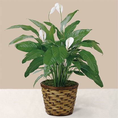 Tranquil Moments Peace Lily Plant –  Albertsons, Pleasanton CA
