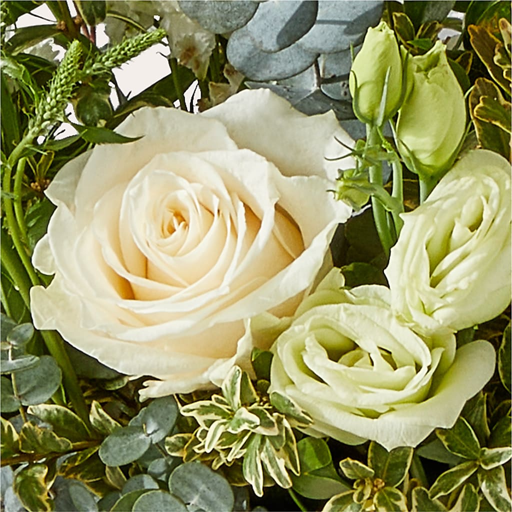 Cashmere Bouquet –  Albertsons, Pleasanton CA