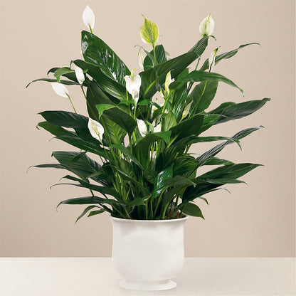 Comfort Planter –  Albertsons, Pleasanton CA