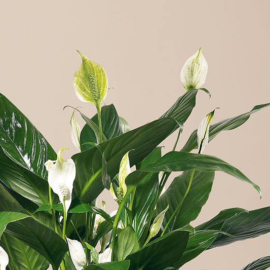 Comfort Planter –  Albertsons, Pleasanton CA