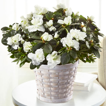 White Azalea Plant –  Albertsons, Pleasanton CA