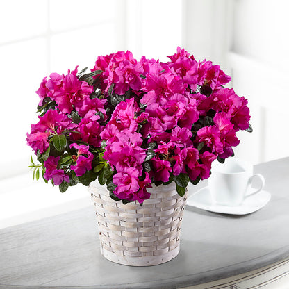 Hope & Serenity Azalea Plant –  Albertsons, Pleasanton CA