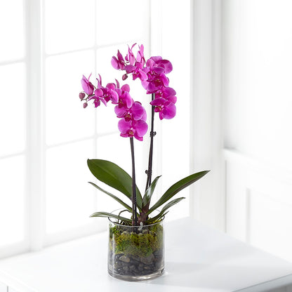 Pink Orchid Plant –  Albertsons, Pleasanton CA