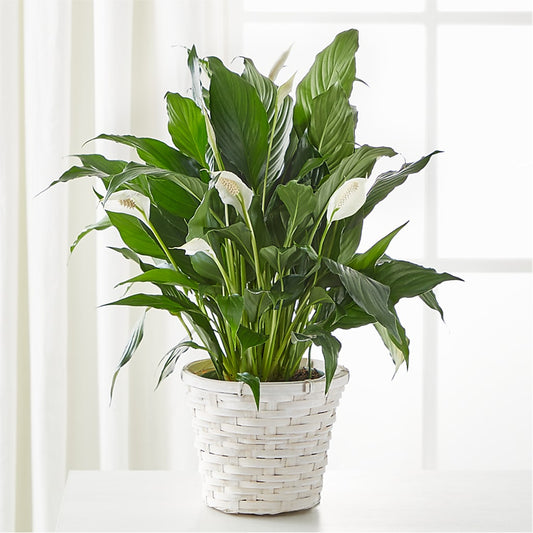 A New Leaf Peace Lily –  Albertsons, Pleasanton CA