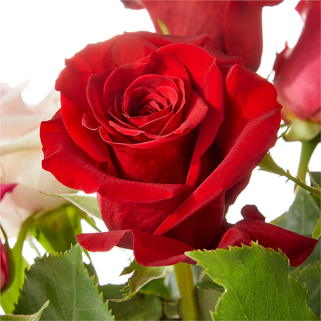 Love Notes Rose Bouquet –  Albertsons, Pleasanton CA